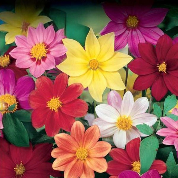 Daalia 'Mignon Dwarf'