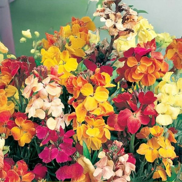 Iltakukinto 'Chupado'