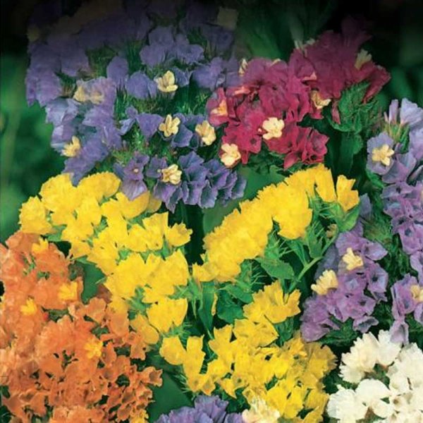 Rispikukka 'Colorita'