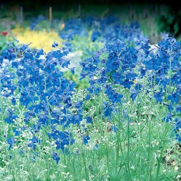 Kiinalainen ritarinkannus 'Summer Nights'