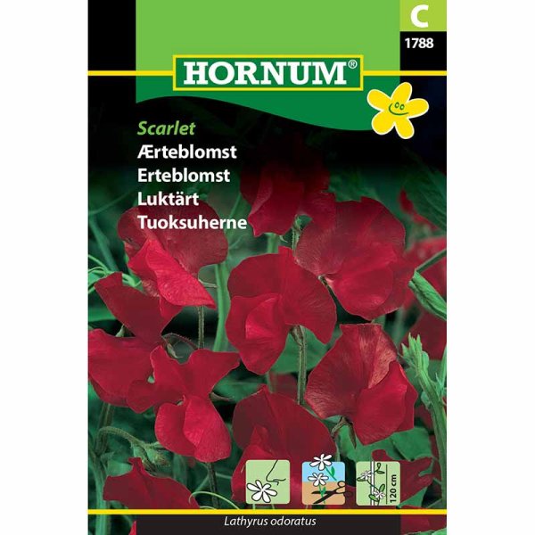 Tuoksuherne 'Scarlet'