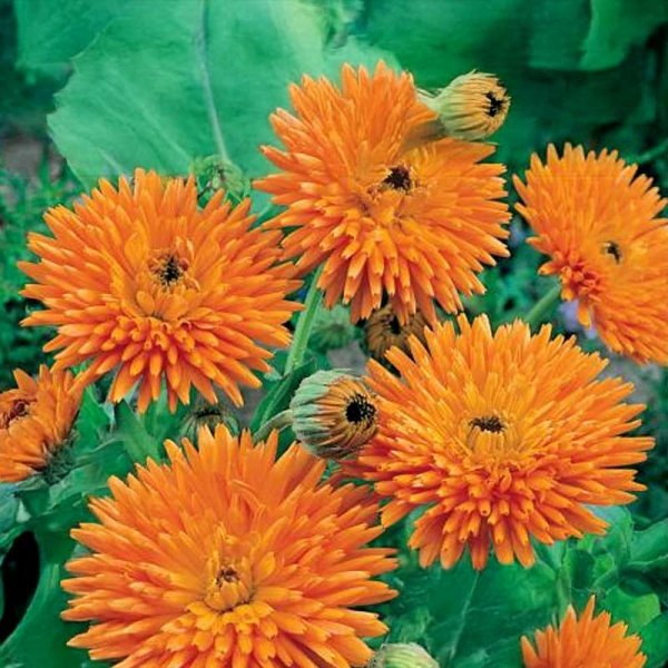Kehäkukka 'Orange Porcupine'