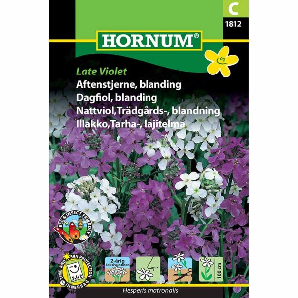 Yön tuoksukukka 'Late Violet'
