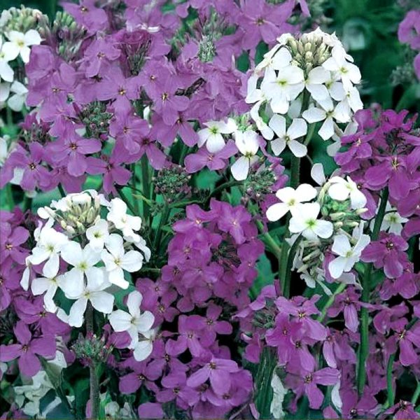 Yön tuoksukukka 'Late Violet'