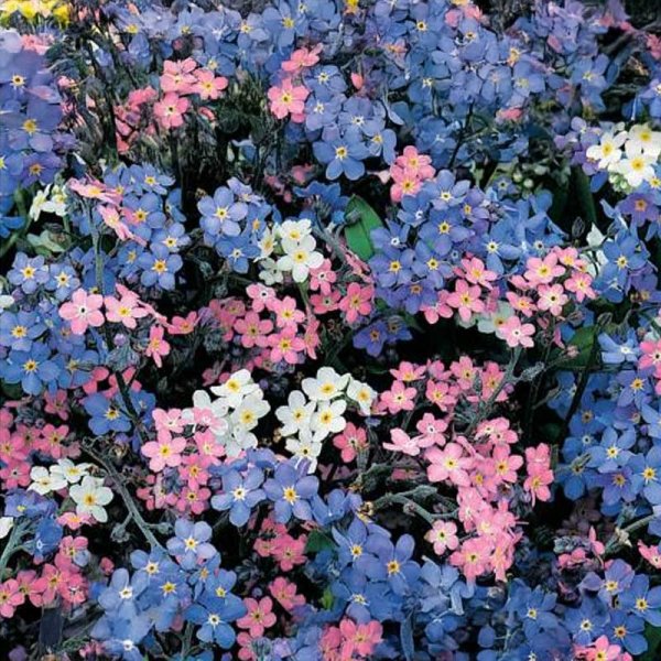 Lemmikki 'Remember 2'