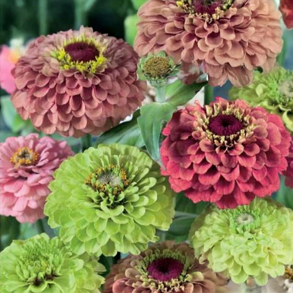 Tsinnia 'Queeny Red and Lime'