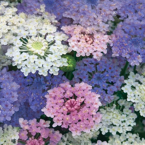 Sinisateenvarjo 'Umbrella'