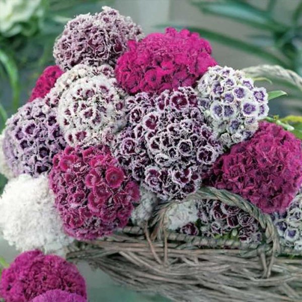 Oppilasneilikka 'Hats On'