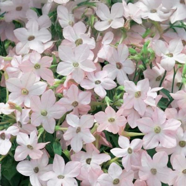 Kukkatupakka 'Avalon Appleblossom' F1