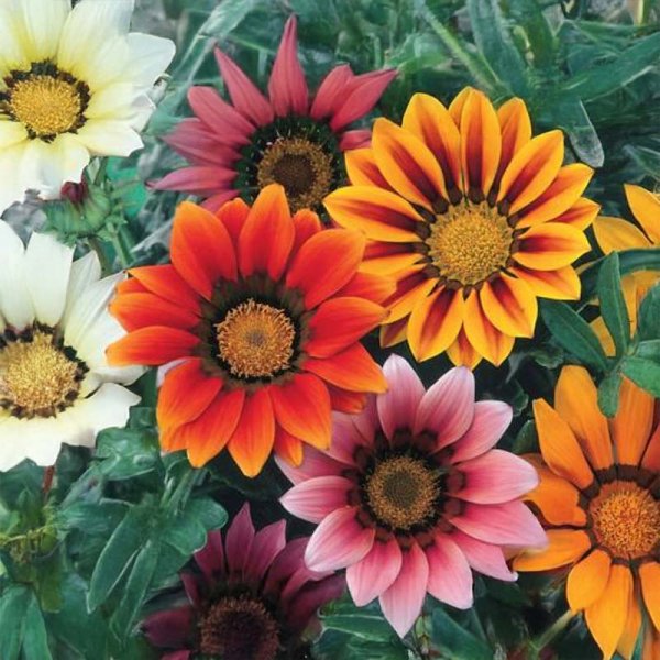 Gazania 'Peacock Beauty'