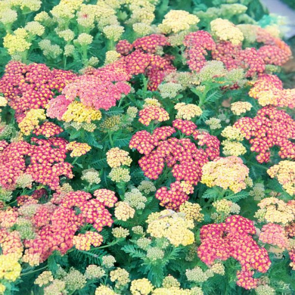 Iberis 'Pink Pillow'