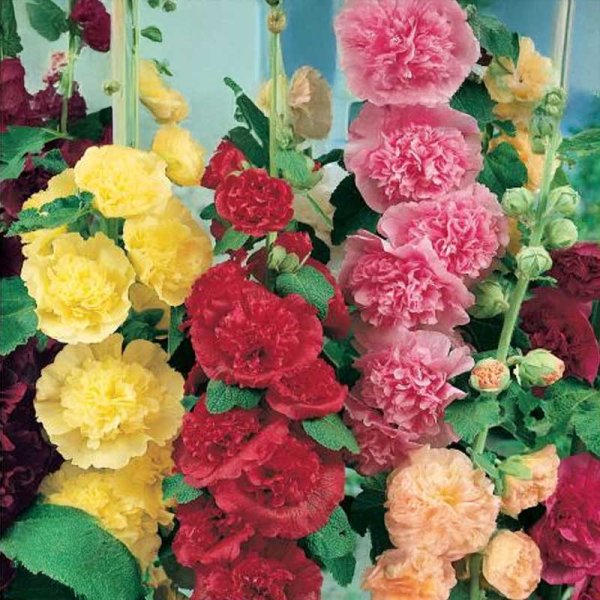 Salkoruusu 'Chater’s Mix'