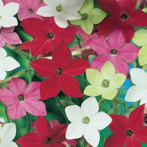 Kukkatupakka 'Roulette'