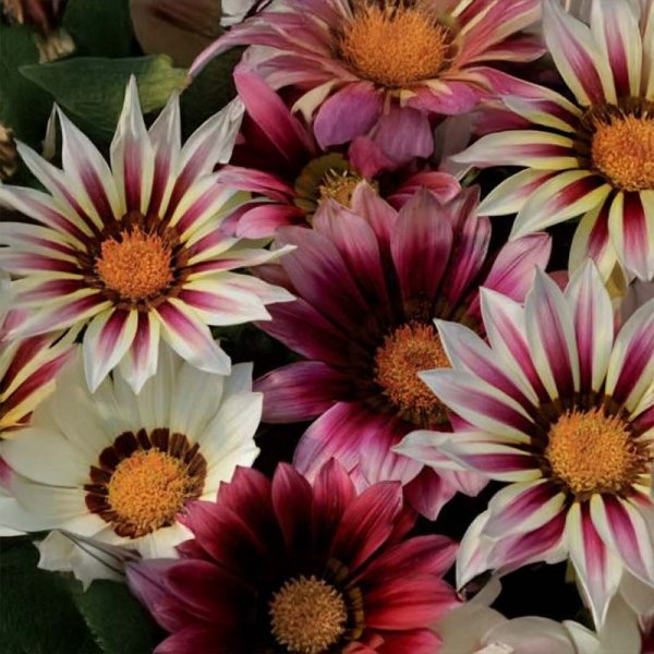 Gazania 'New Day Strawberry Shortcake'