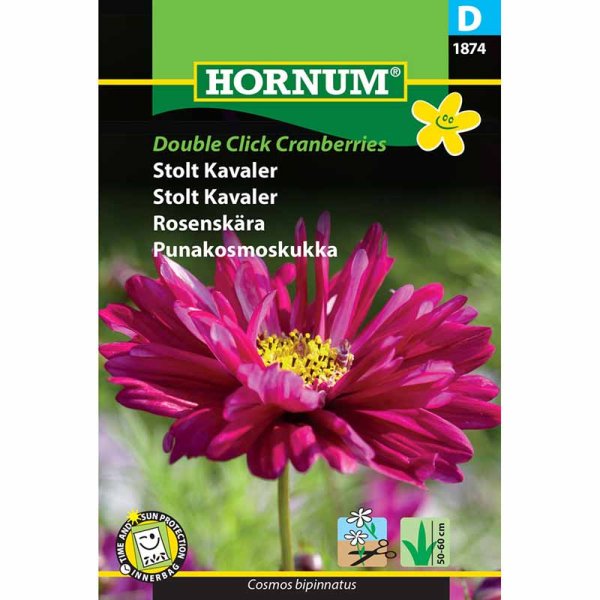 Kosmoskukka 'Double Click Cranberries'