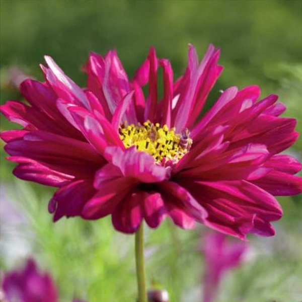 Kosmoskukka 'Double Click Cranberries'