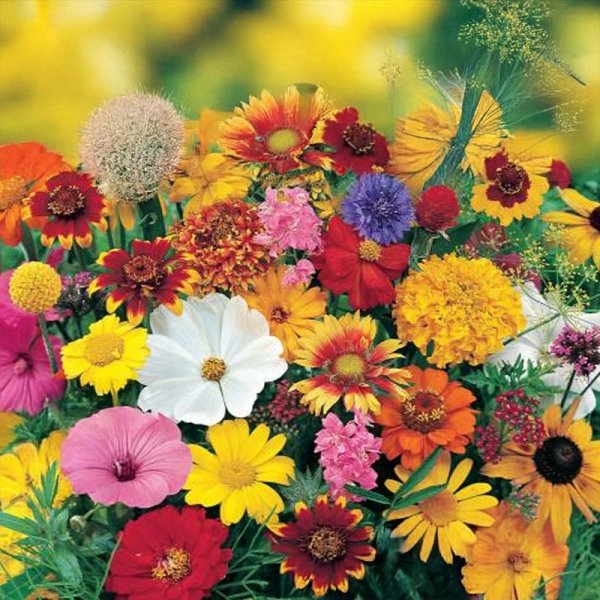 Loppukesän nektariseos