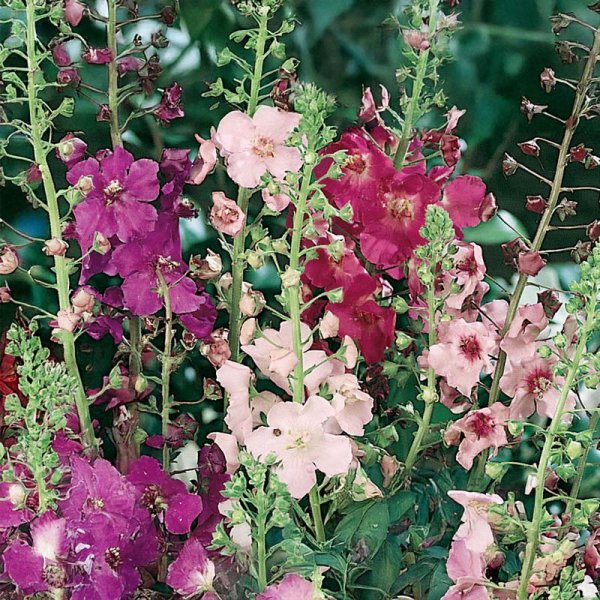 Purppurakuningaskynttilä 'Kings Candles'