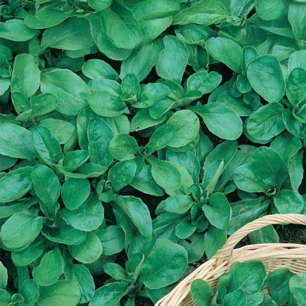 Vihersalaatti Valkoinen