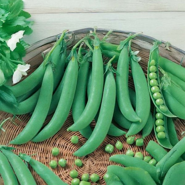 Taittoherne 'Karina'