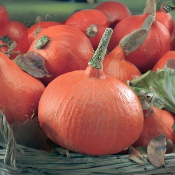 Kurpitsa 'Uchiki Kuri'