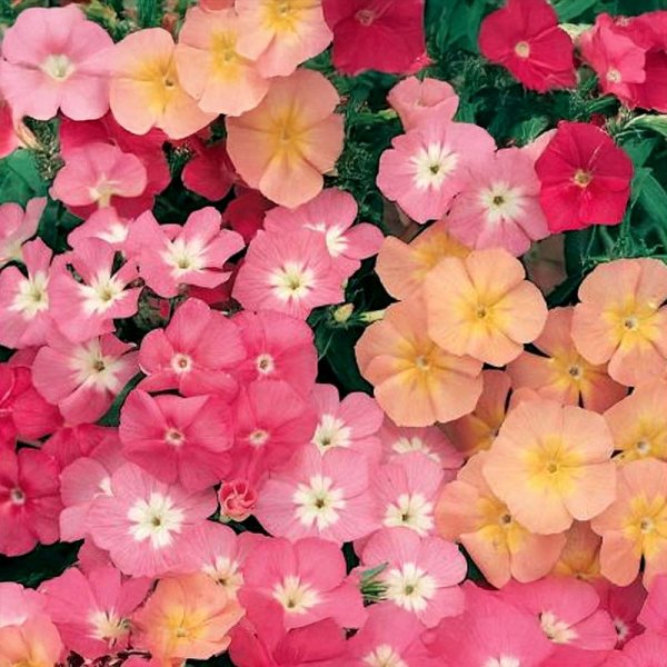 Kesäleimu 'Cecily-Mix'