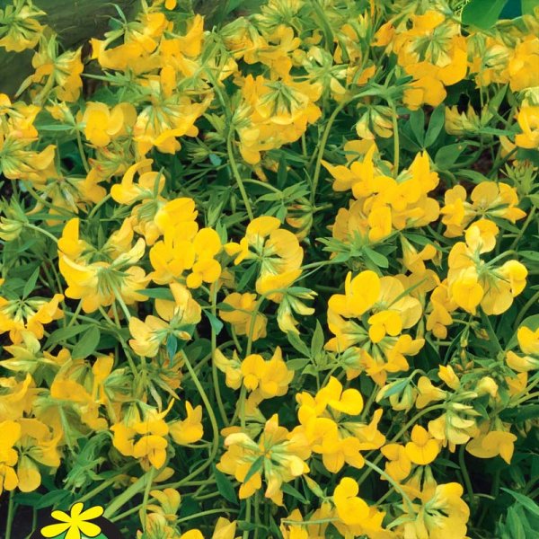 Vihreälannoitus Koiranhammas