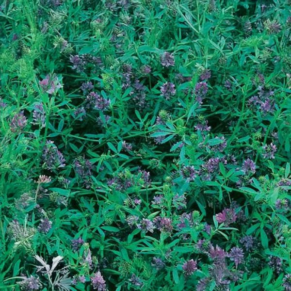 Vihreälannoitus Sinimailanen