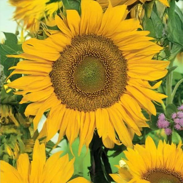 Auringonkukka 'Sunspot'