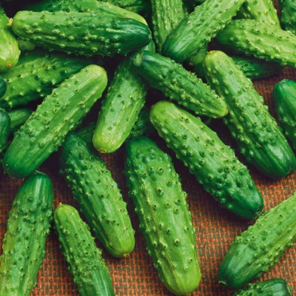 Avomaankurkku 'Polan' F1