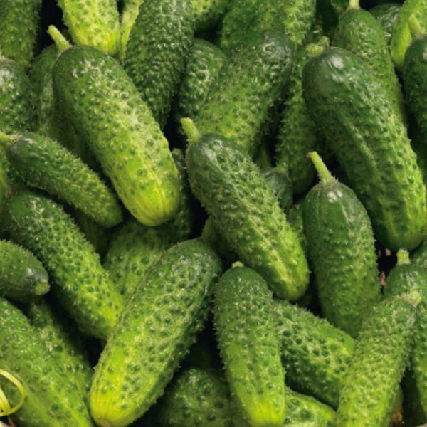 Avomaankurkku 'Pasalimo' F1