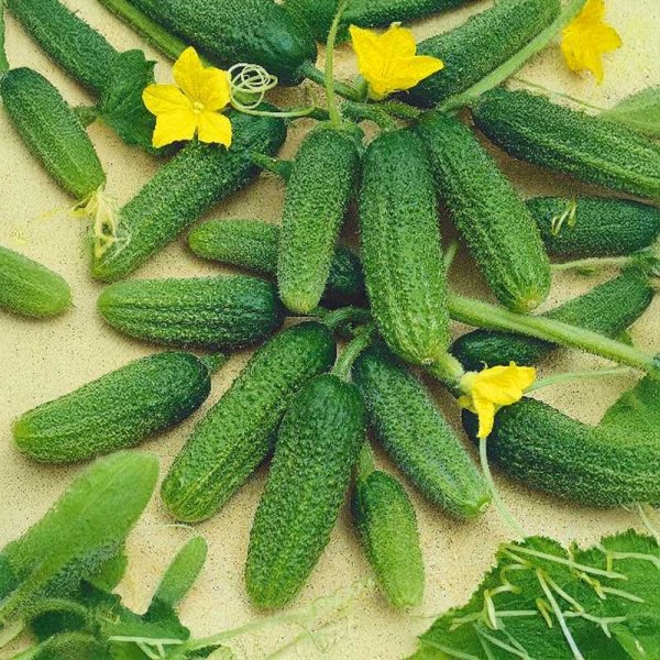 Avomaankurkku 'Libelle' F1