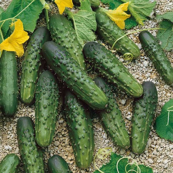 Avomaankurkku 'Merengue' F1