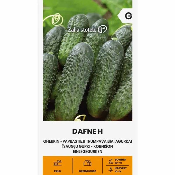 Avomaankurkku 'Dafne' F1