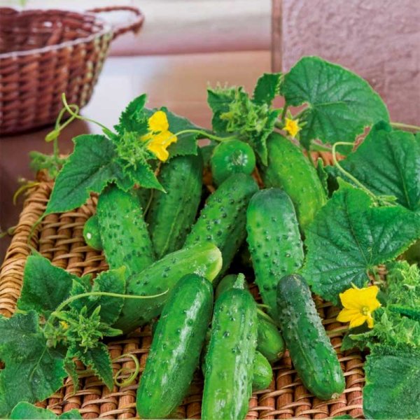 Kurkku 'Cornichon de Paris'