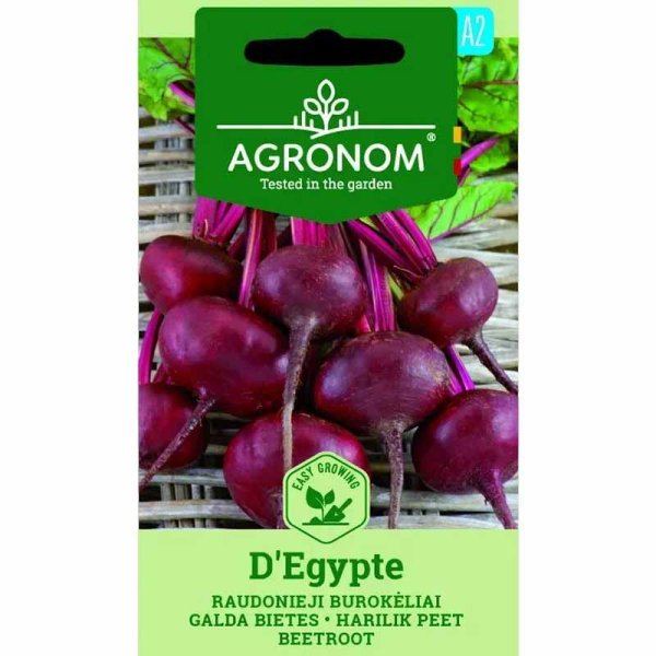 Punajuuri 'D'Egypte'