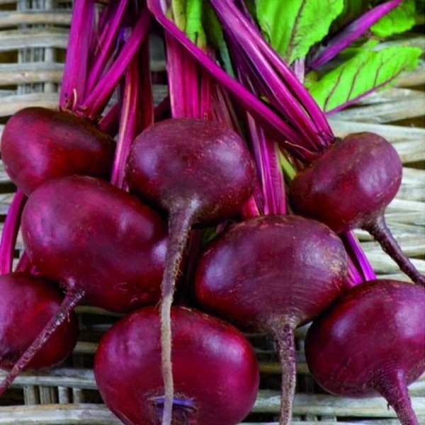 Punajuuri 'D'Egypte'