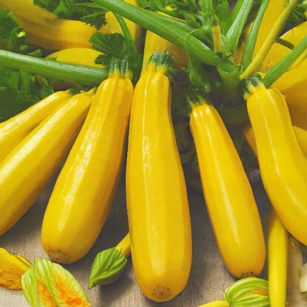 Kesäkurpitsa 'Orelia' h