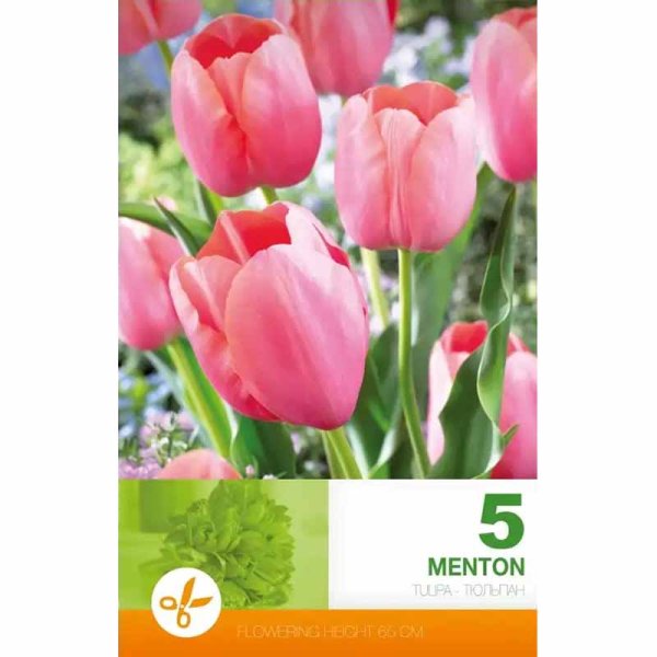 Tulppaani 'Menton'