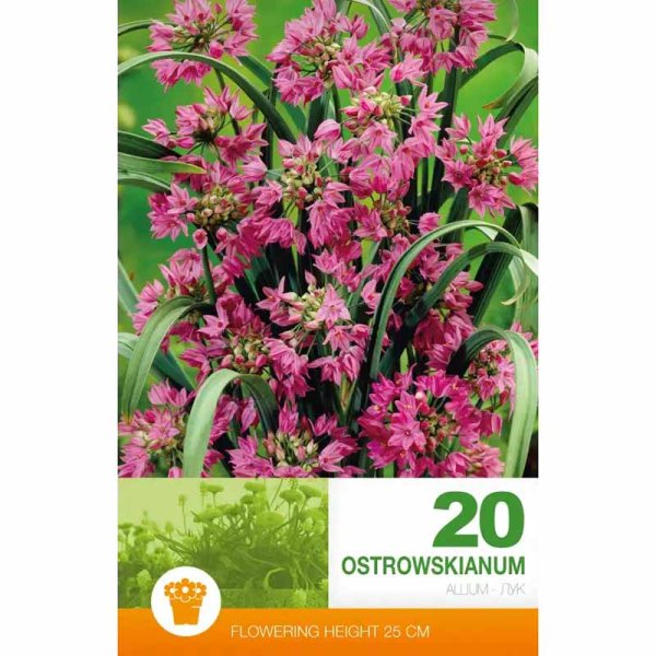 Allium 'Ostrowskianum' (Vuorivalkosipuli)