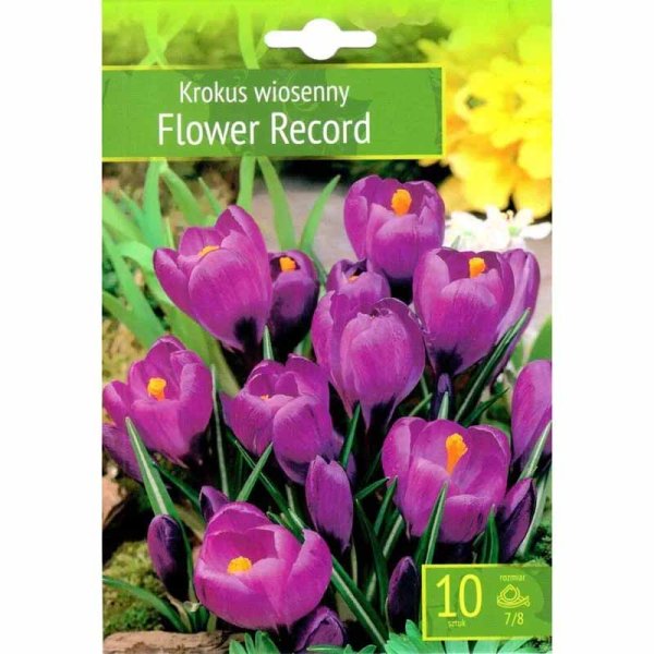 Krookus 'Flower Record'