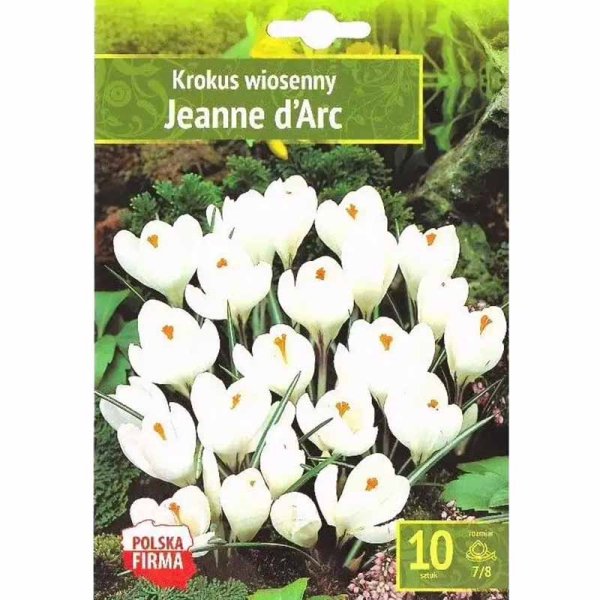 Kevätkrookus 'Jeanne d'Arc'