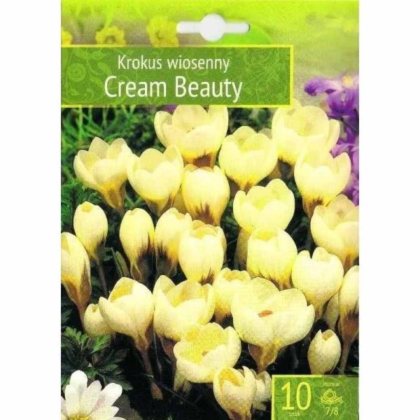 Krookus 'Cream Beauty'