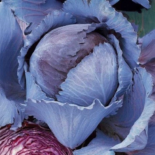 Punakaali 'Langedijker bewaar 2'