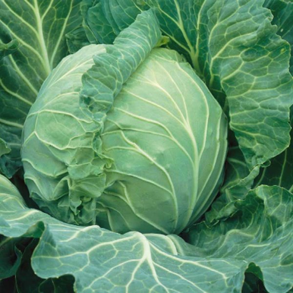 Valkokaali 'Krautman' H