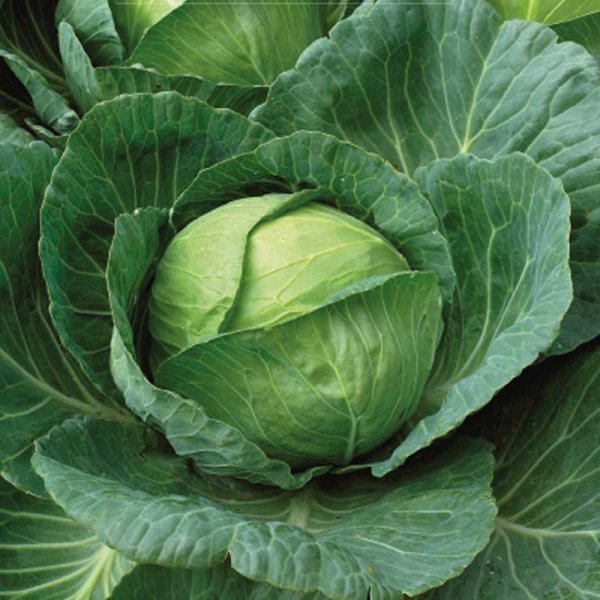 Valkokaali 'Brunswick'