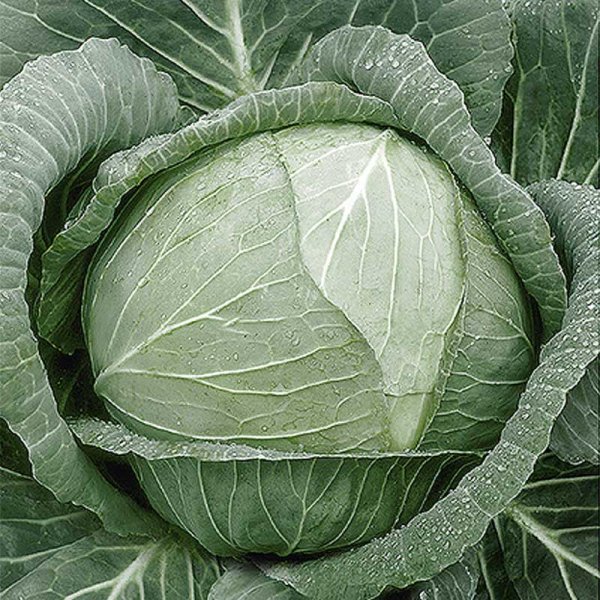 Valkokaali 'Lennox' H