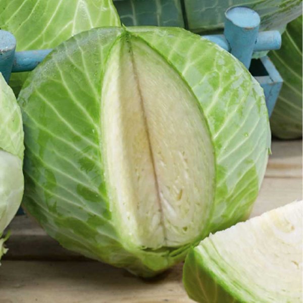 Valkokaali 'Jubilee' H