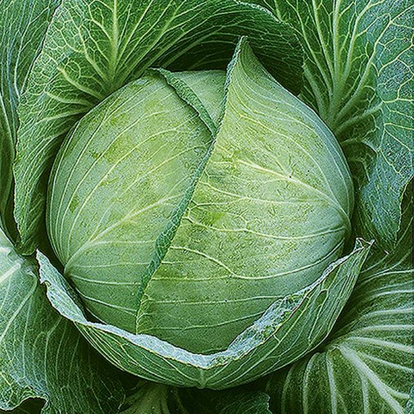 Valkokaali 'Krautkaiser' H