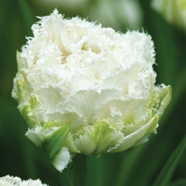 Tulpan ’Snow Crystal’